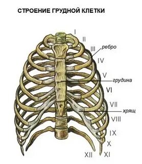 Ребра грудной клетки