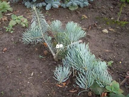 Abies concolor fagerhult