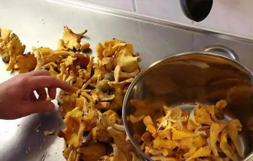 Что делать с лисичками после сбора