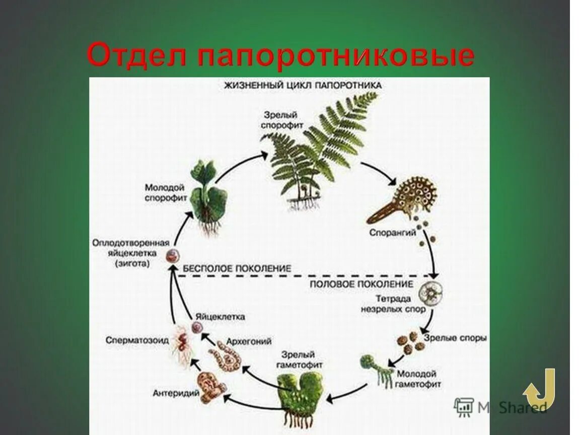 Жизненный цикл папоротника какое общее свойство