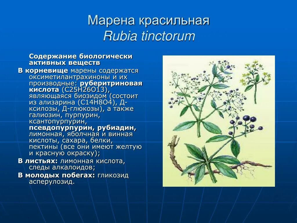 Трава марена красильная применение. Марена красильная растение. Марены красильной (rubia tinctorum). Марена красильная Фармакогнозия. Трава Марена красильная корень.