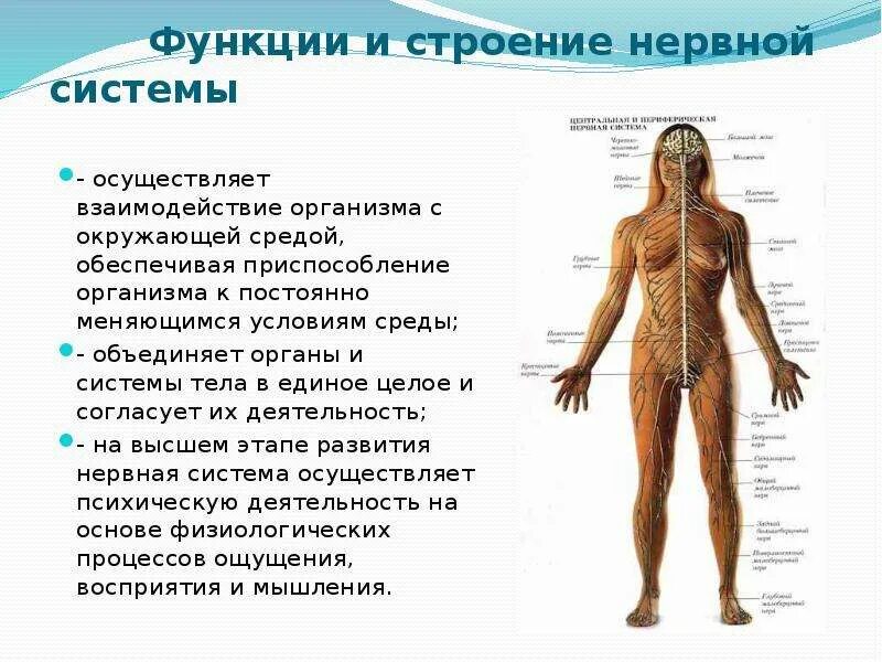 Полная информация о профиле человека. Нервная система человека строение и функции. Строение и функции организмов. Функции тела человека. Строение тела человека нервная система.