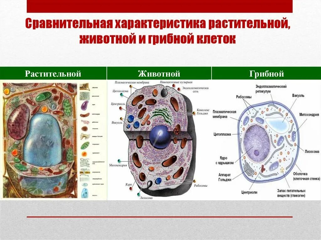 Строение клеток сходство и различие. Сравнить строение клетки растений и клетки бактерий. Сравнить строение клетки растений и грибов. Сравнение клеток растений животных грибов и бактерий. Сравнение клеток растений и животных и грибов.