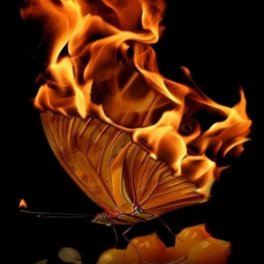 Время огня мотыльки. Мотыльки летят на свет. Огненная бабочка. Мотылек и пламя. Бабочка с опаленными крыльями.