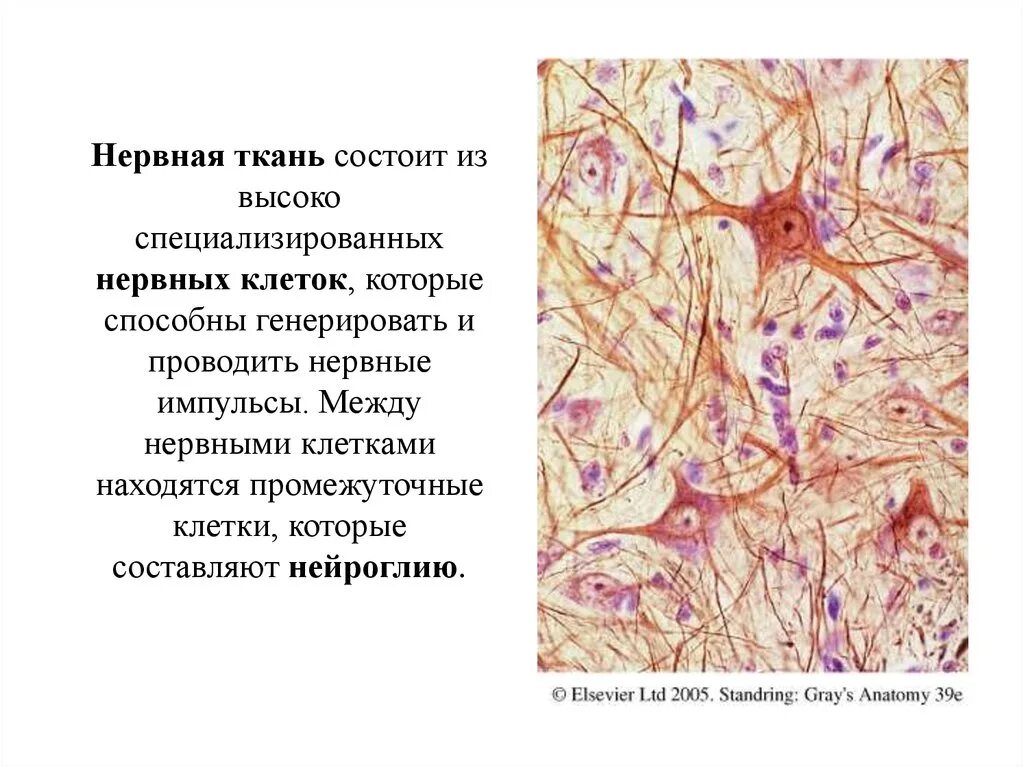 Нервная ткань гистология. Основы гистологии нервная ткань. Нервная ткань анатомия кратко. Строение нервной ткани гистология.