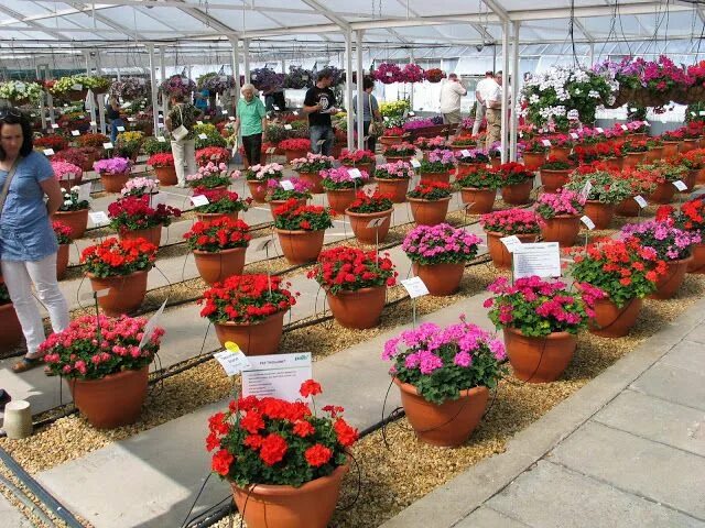 Питомник pac elsner пеларгоний в германии. Агрос новосибирск рассада пеларгонии. Питомник pac elsner пеларгоний в германии. Питомник пеларгоний. Выставка герани в москве.