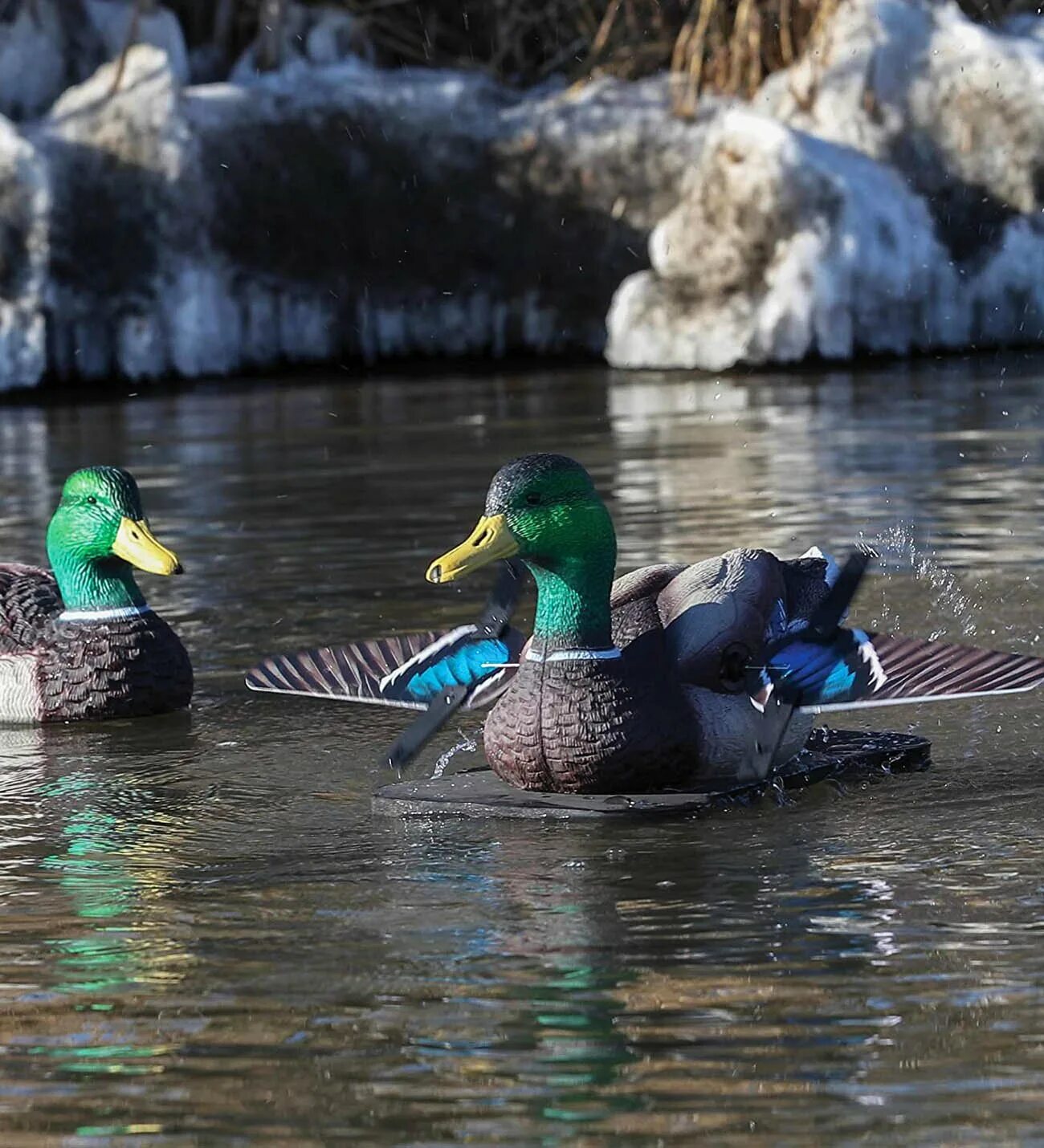 Lucky Duck селезень кряква. Водоплавающая дичь. Утки с подсветкой. Утка махокрыл лаки дак.