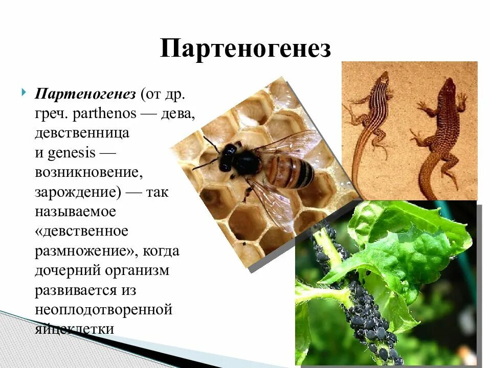 Размножается партеногенетически. Партеногенез это в биологии 9 класс. Партеногенез дафний. Половое размножение партеногенез. Рудиментарный партеногенез.