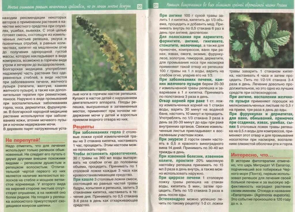 Противопоказания корня