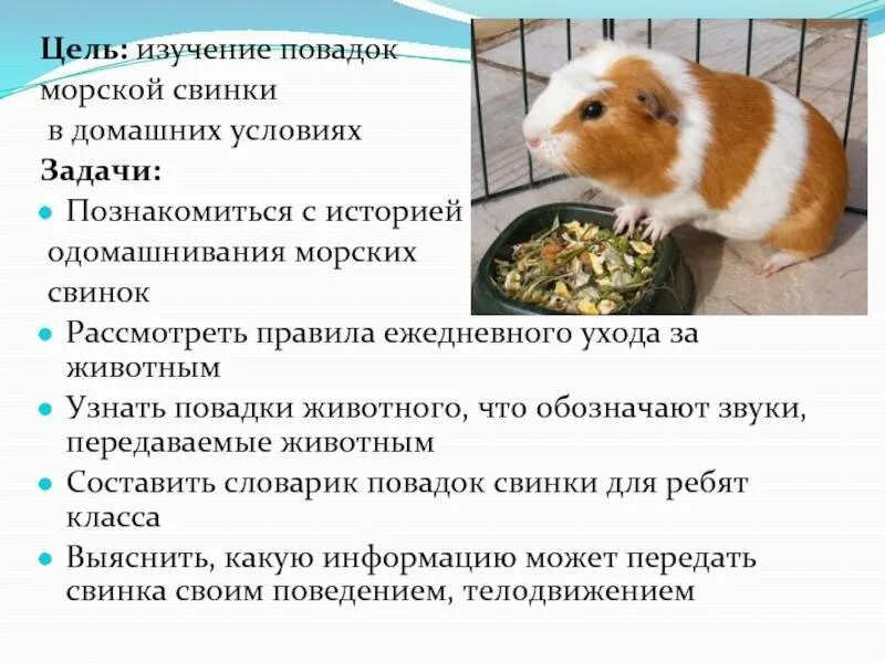 Уход и содержание морских. Морская свинка в домашних условиях. интересные факты о морских свинках. морская свинка характеристика. систематика морской свинки.