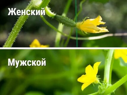 Пустоцвет аудиокнига слушать