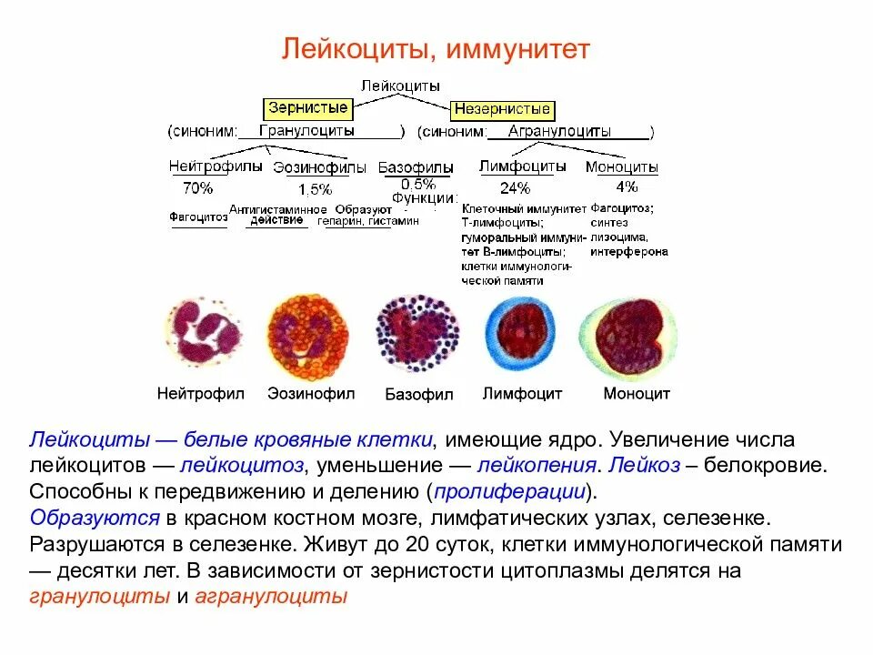 Место разрушения клеток крови