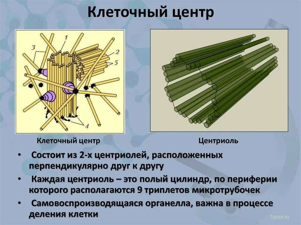 Клеточный центр центросома строение. Центриоли клеточного центра. Строение клетки клеточный центр. Клеточный центр и центриоли строение и функции.