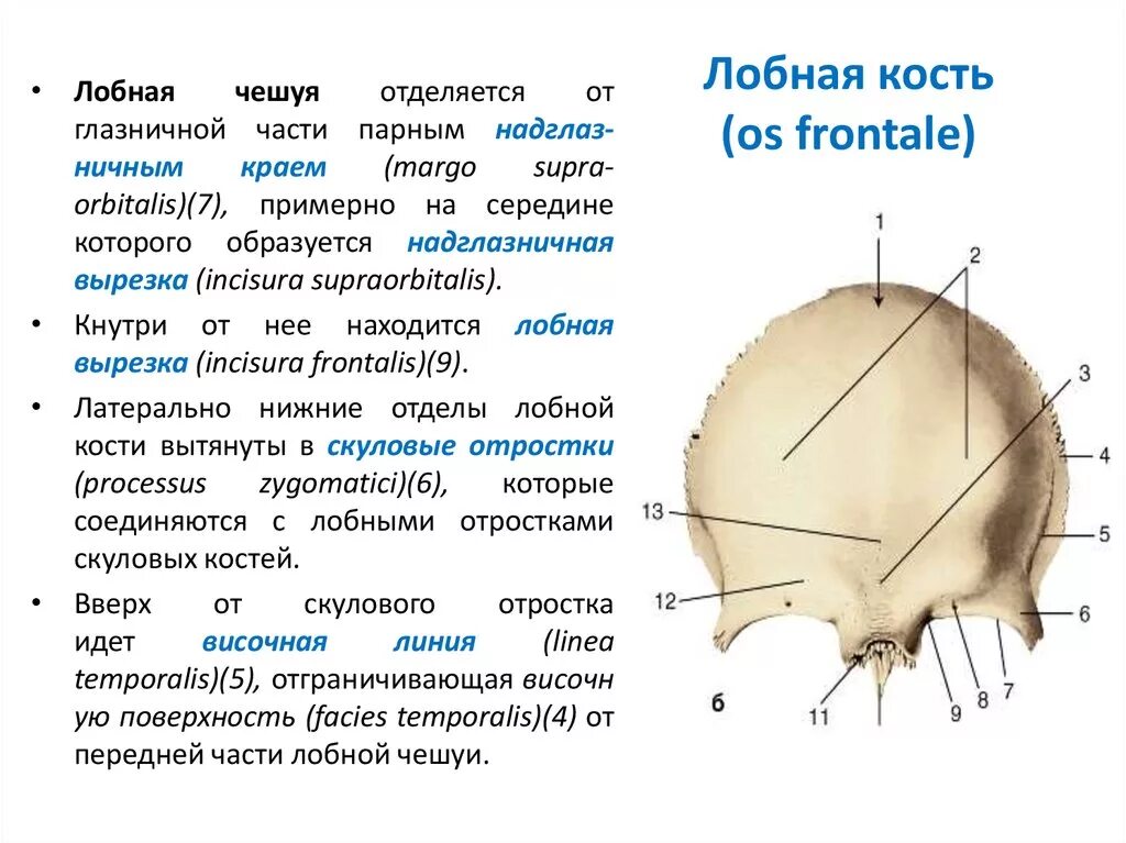 Лобная кость строение. Лобная кость анатомия строение. Строение лобной кости черепа. Лобная кость анатомия Синельников.