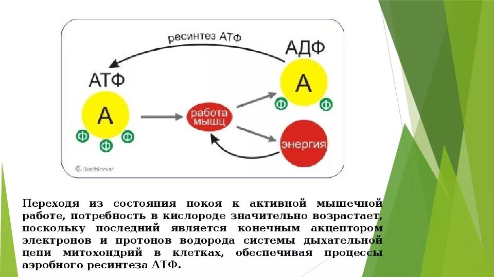 Необходима для синтеза атф. Процесс распада АТФ. Строение АТФ И АДФ. Схема ресинтеза АТФ. Реакция распада АТФ.