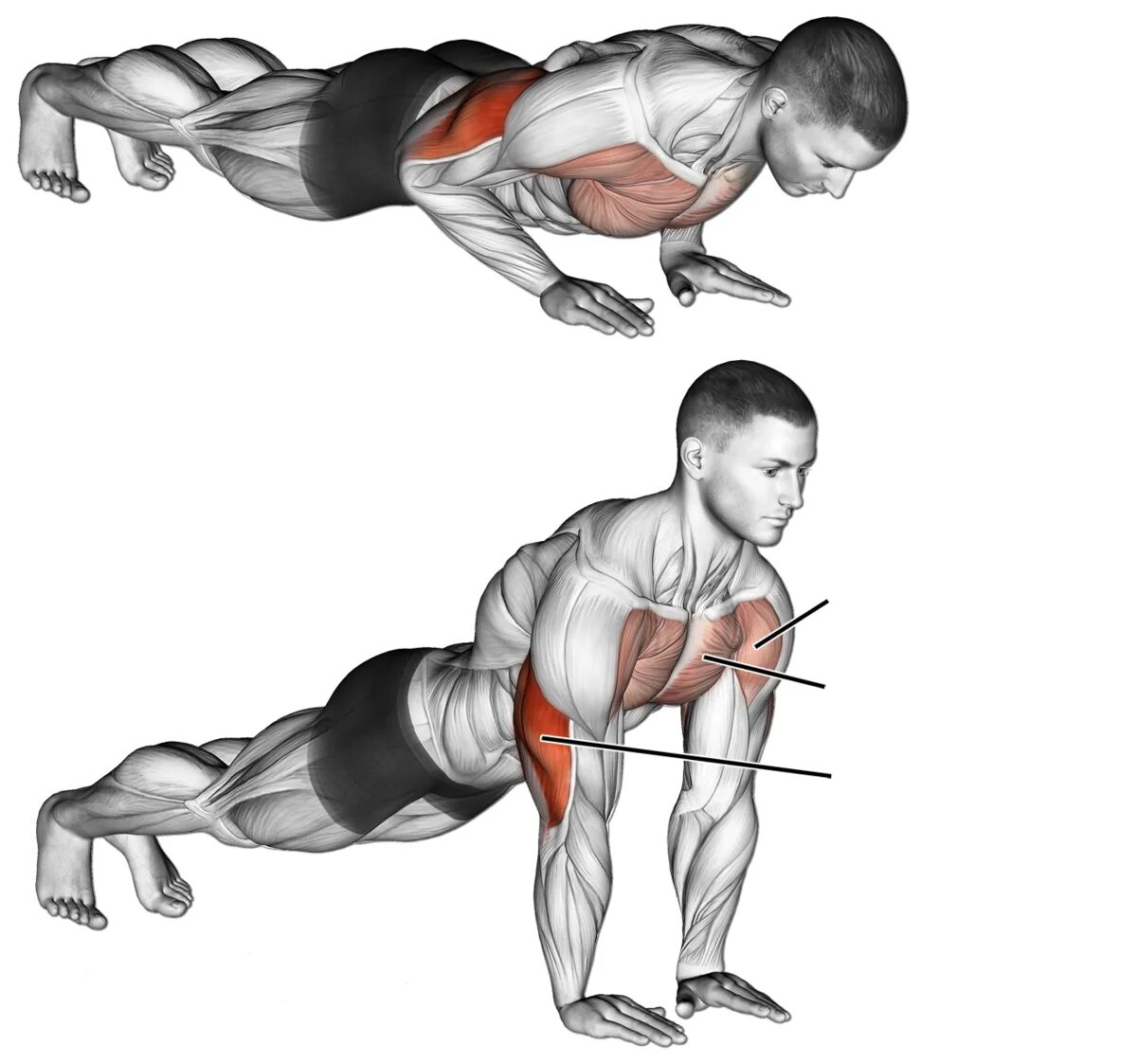Отжимания на трицепс от пола для мужчин. Отжимания узким хватом мышцы. Отжимания с узкой постановкой рук — для трицепса. Отжимания от пола с узкой постановкой рук. Отжимания для грудных мужчин