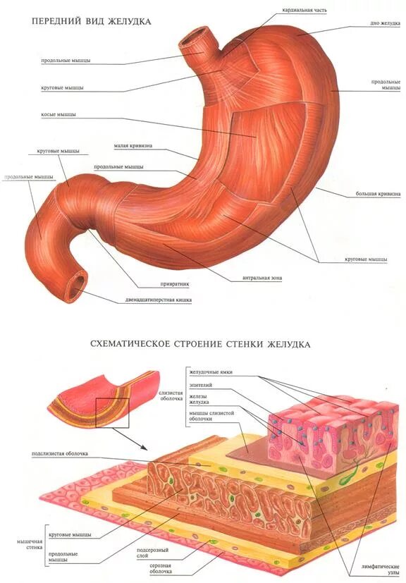 Строение стенки ЖКТ анатомия. Схема строения стенки желудка. Передняя стенка желудка анатомия. Схематическое строение желудка. Строение желудка биология