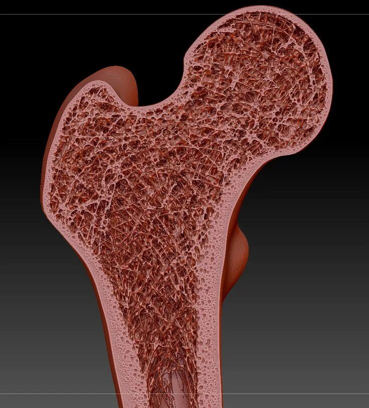 Layers bone. Cross section. cross bones 3d models. spongy bone photos.