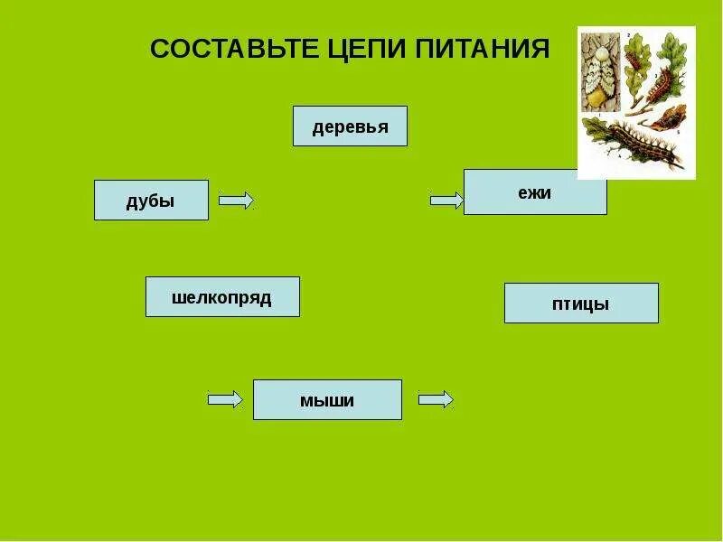 Составить цепи питания окружающий мир. Цепи питания. Составление цепей питания. Цепь питания дуб. Цепи питания 3 класс окружающий мир.