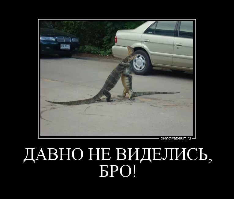 Привет а мы не виделись наверно сто. Давно не виделись. жду демотиватор. жду юмор. когда давно не виделись.