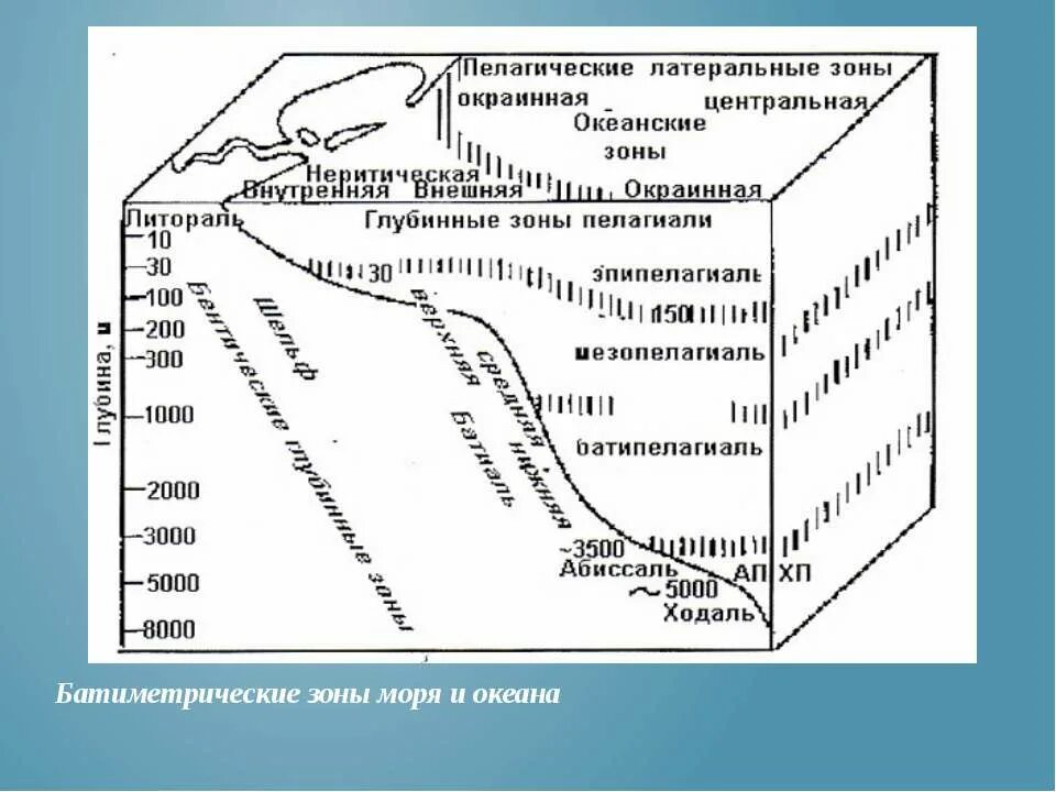 Географические зоны океана. Литораль Батиаль абиссаль. Биономические зоны моря. Батиметрические зоны. Зоны пелагиали.