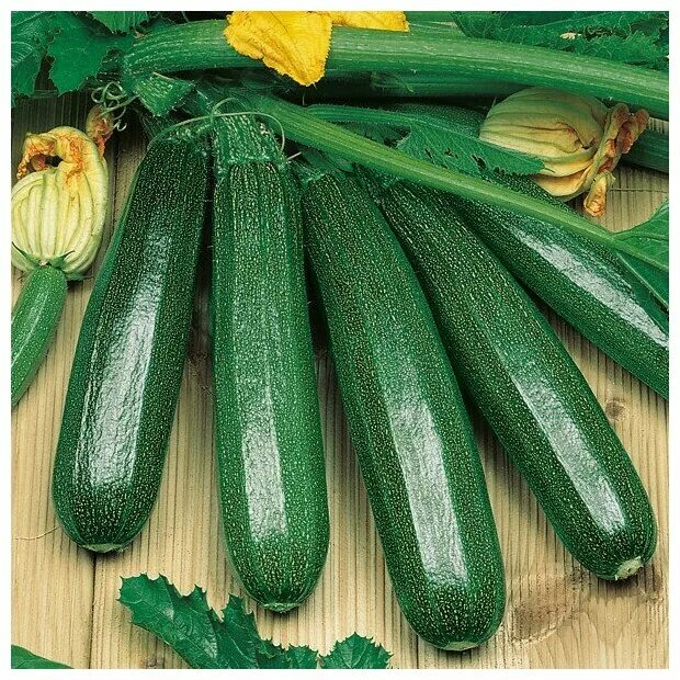 кабачок цуккини ерема. сорта семян кабачков для открытого грунта. кабачок маша f1, 2г седек. сорта семян кабачков для открытого грунта. цукини семена сорт цуккини.