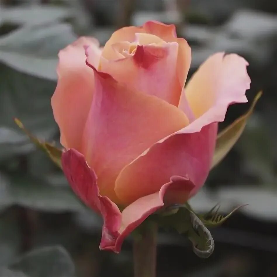 Seven beautiful roses in the pink colour palette for you to get to know... Beaut
