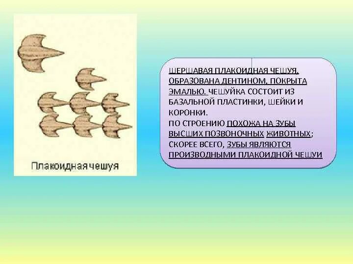 К какому классу относят позвоночных животных. К какому классу относят позвоночных животных