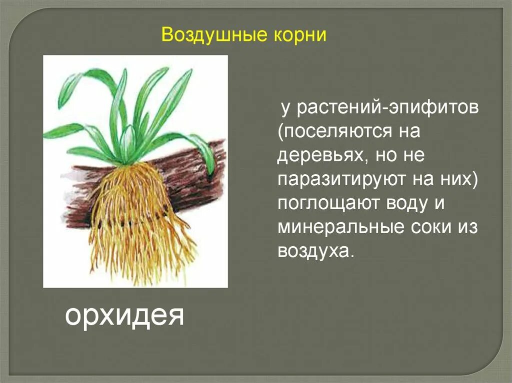Скачу корень. Видоизменение корня воздушные корни. Орхидея видоизменение корня. Воздушные корни эпифитных растений.