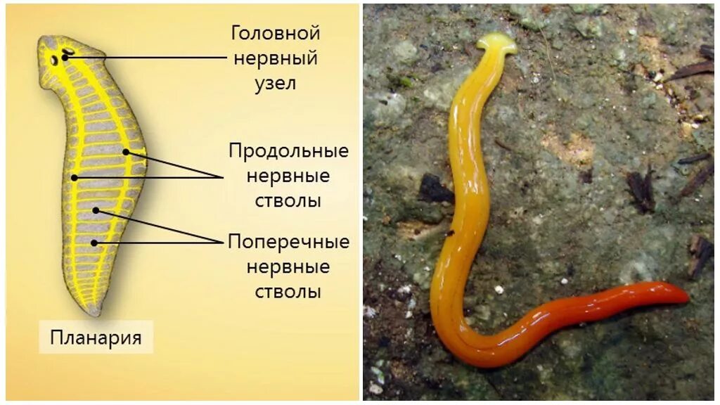 Лестничные черви. Нервная система лестничного типа у плоских червей. Планария нервная. Нервная система белой планарии. Нервная система лестничного типа у червей.