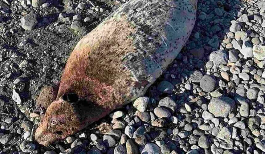 Гибель морских животных 2025. Экологическая катастрофа на камчатке 2025. массовая гибель морских животных на камчатке (2025). катастрофа на камчатке 2025. халактырский пляж камчатка катастрофа.