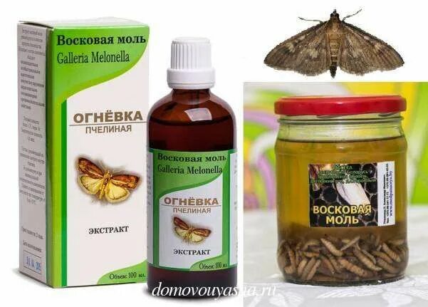 Огневка восковая моль применение отзывы. Экстракт огневка пчелиная восковая моль. Огневка этикетка. Личинки восковой моли (огневкой). Настойка из восковой моли.