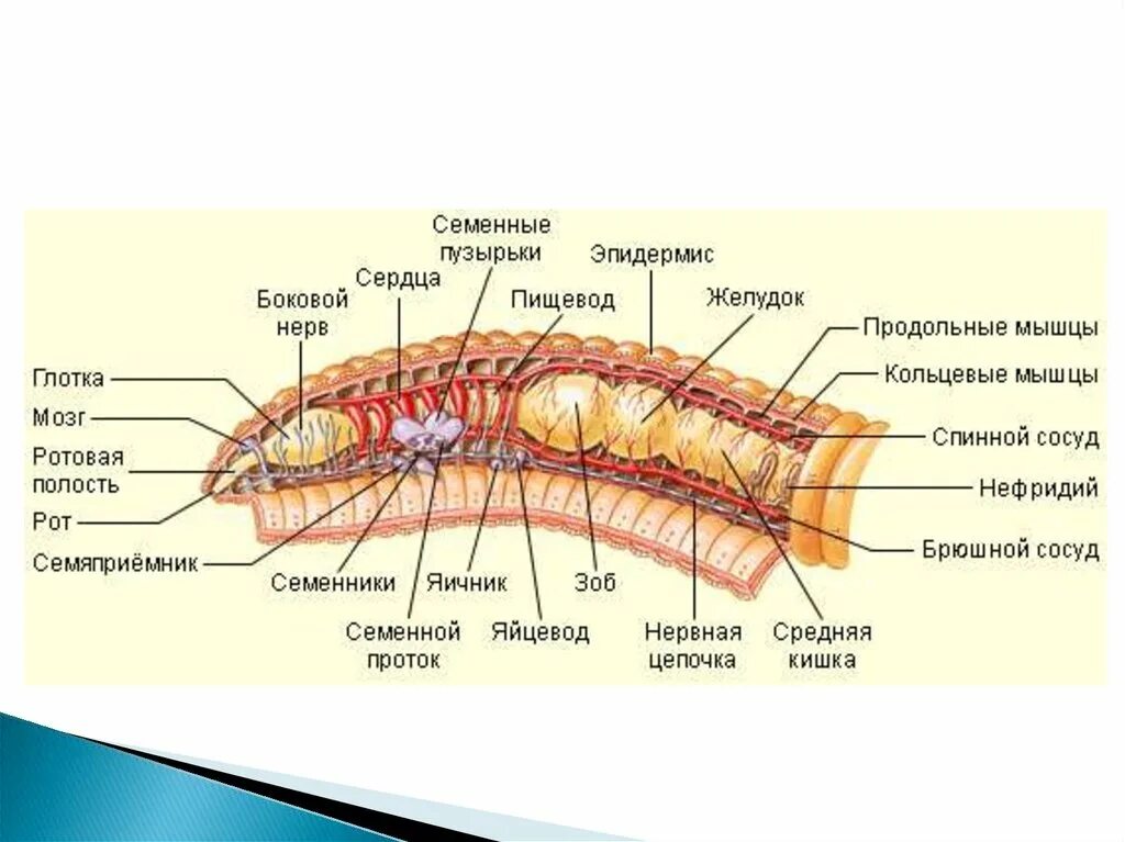 Кольчатые черви половая. Строение кольчатых червей. Кольчатые черви Малощетинковые дождевой червь. Половая система кольчатого червя. Половая система у плоских круглых и кольчатых червей.