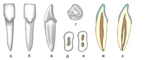 Транссексуалдармен орысша порно