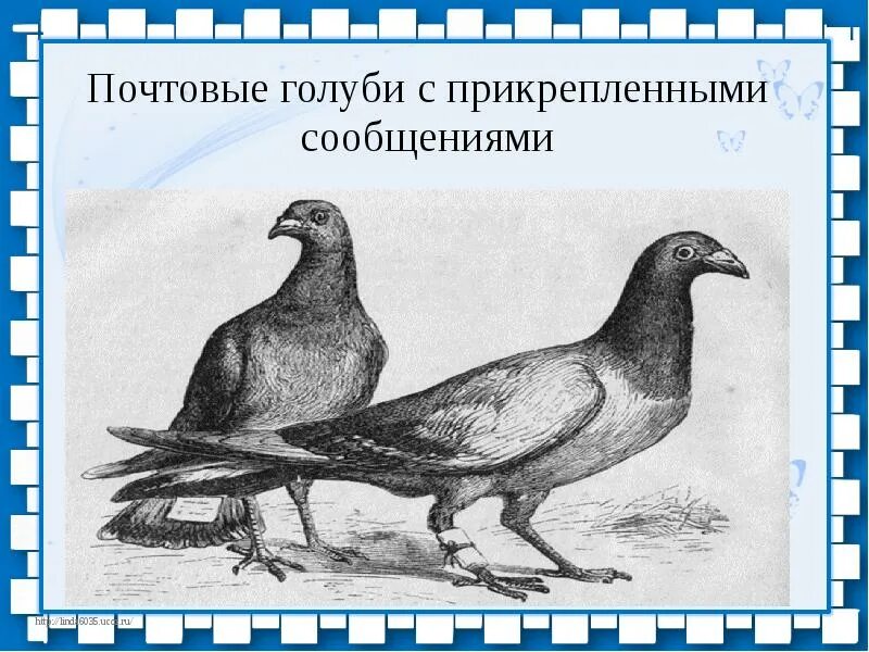 Почтовый голубь. Почтовые голуби в древности. Почтовый голубь рисунок. Почтовые голуби презентация. Почтовый голубь должен