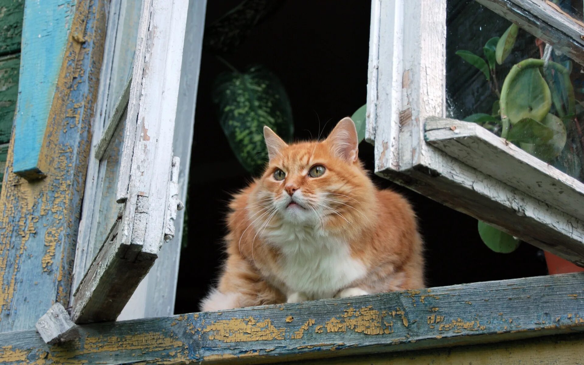 Кот ушел из дома весной. Кот на окне. Рыжий кот на окне. Рыжий кот на подоконнике. Кот в деревенском окне.