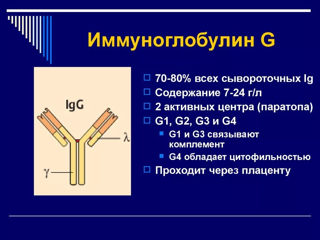 Высокий иммуноглобулин причины. Функции иммуноглобулины g4. Иммуноглобулины класса g (IGG). Иммуноглобулина (Immunoglobulin, ig) g4/Каппа. Иммуноглобулины JG g2.