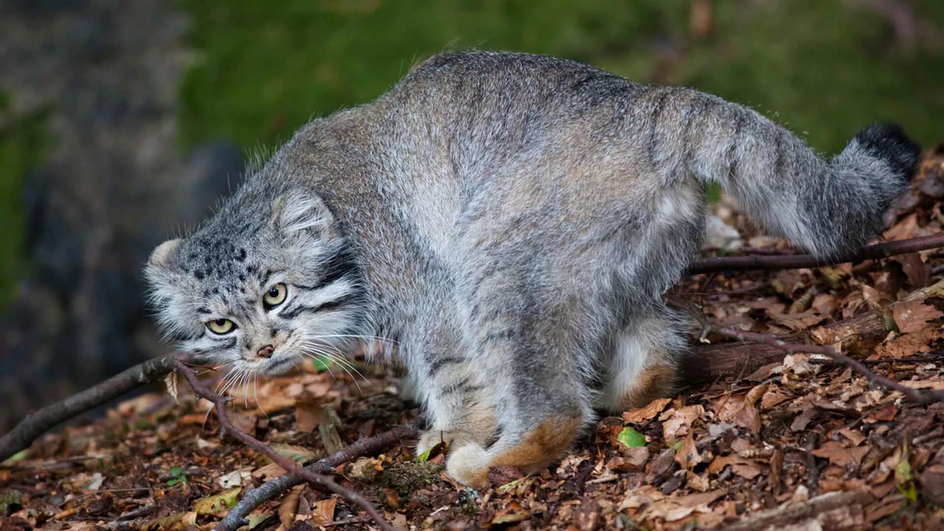 Кот Манул. Манул (палласов кот). Лесной кот Манул. Сибирский дикий кот Манул.