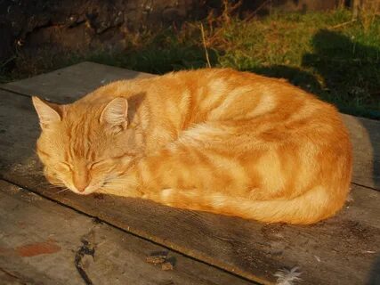 Лежачий кот