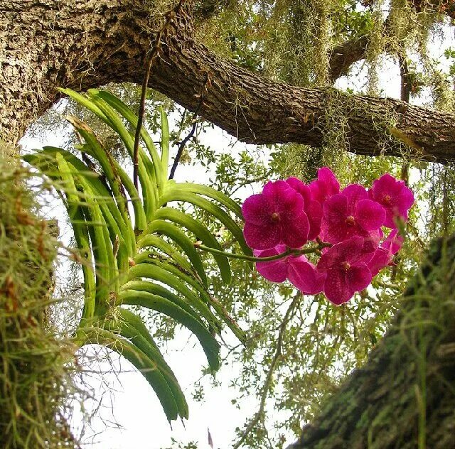 Отношения между деревом и эпифитом. Фаленопсис эпифит. Эпифиты Южной Америки. Эпифиты орхидеи фаленопсис.