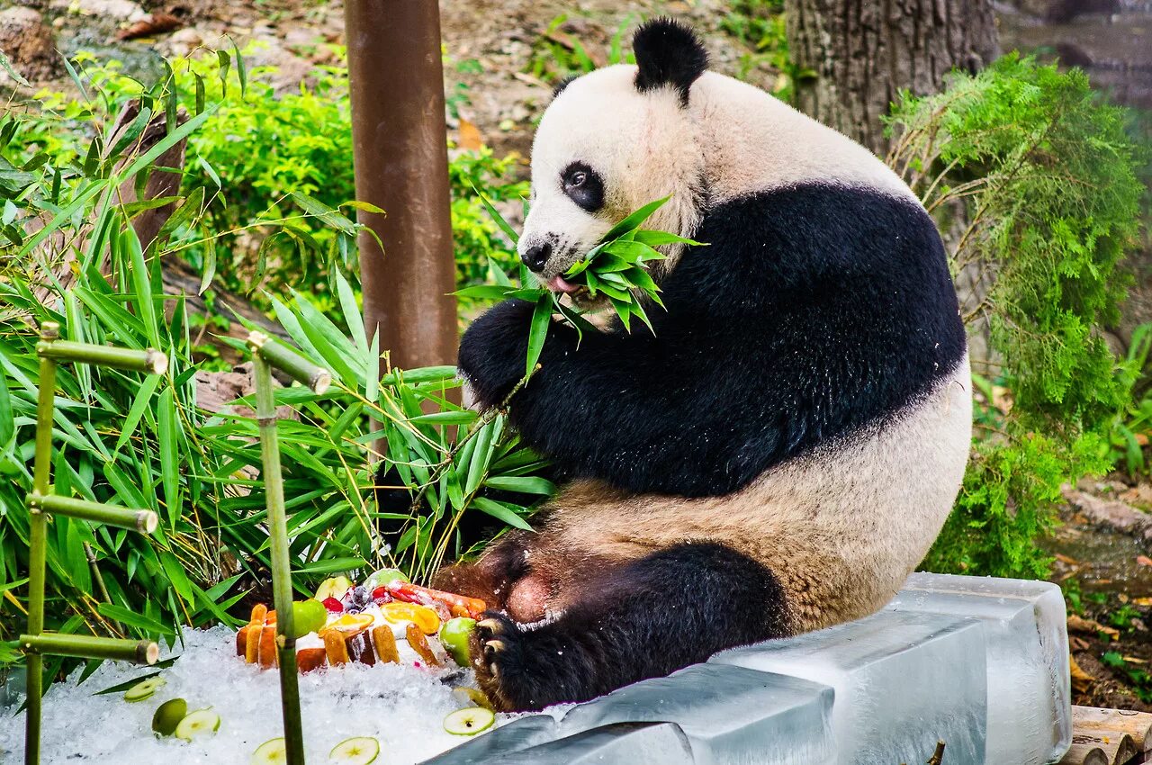 Май зоопарк. Chiang mai Zoo Таиланд. Панда Чиангмай. Зоопарк Чиангмая панды. Зоопарк в Чиангмае, Тайланд.