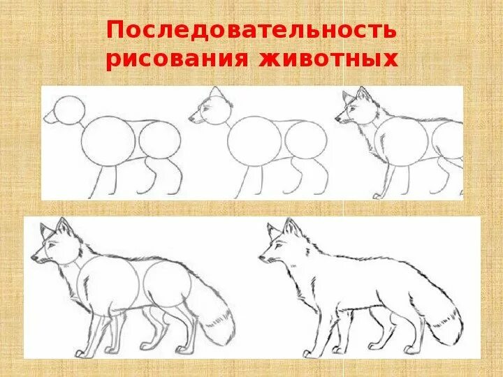 Последовательность рисования животного. Схемы изображения животных. Животные для рисования. Схемы рисования животных. Изобразить характер животного