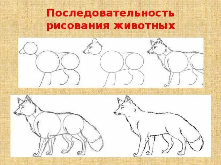 Изобразить характер животного. Последовательность рисования животного. Схемы изображения животных. Животные для рисования. Схемы рисования животных.