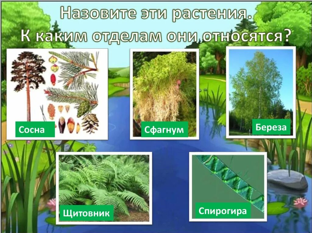 Выберите значение растений в природе. Растения в жизни человека. Роль растений в природе. Значение растений в природе. Значение растений в жизни человека.