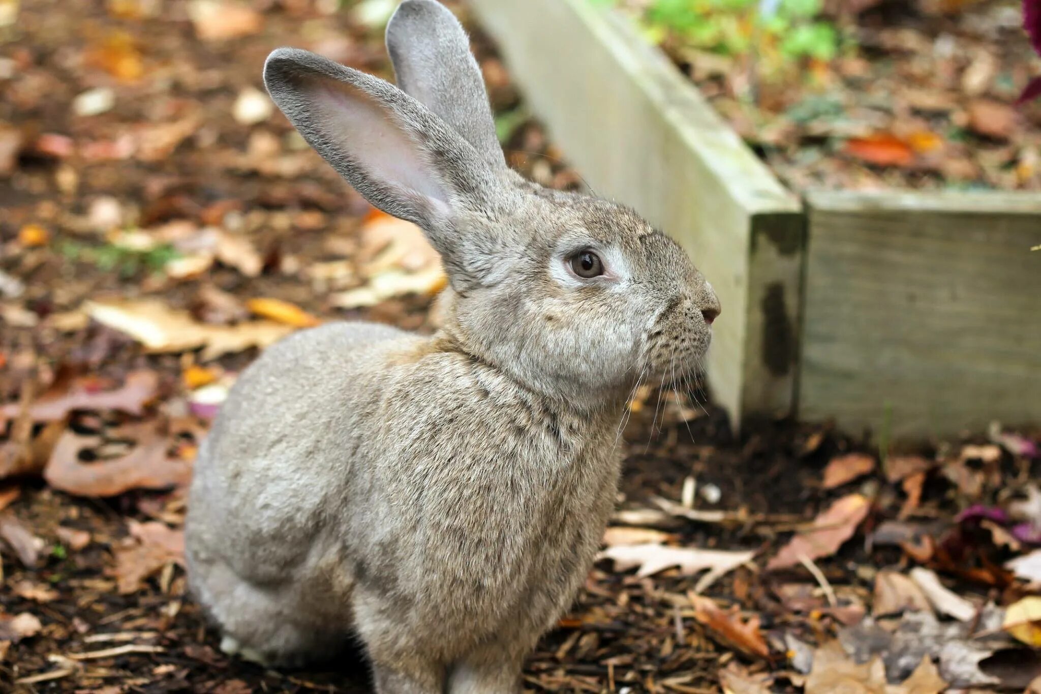 Rabbit eared