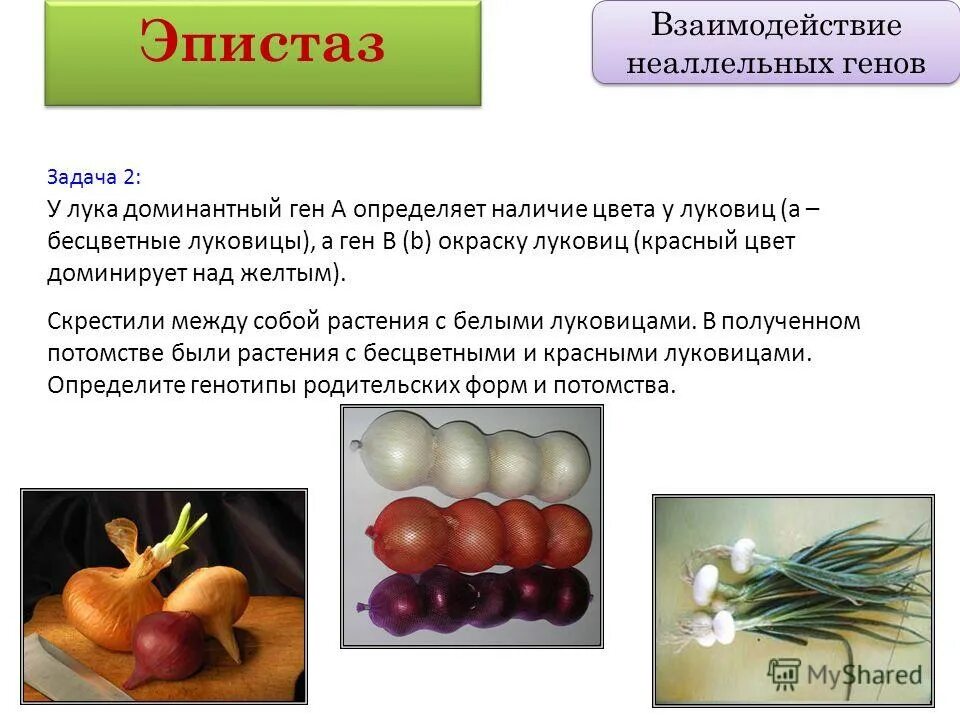 2 неаллельных гена. Комплементарность эпистаз полимерия. типы взаимодействие генов эпистаз. взаимодействие неаллельных генов. взаимодействие неаллельных генов эпистаз.