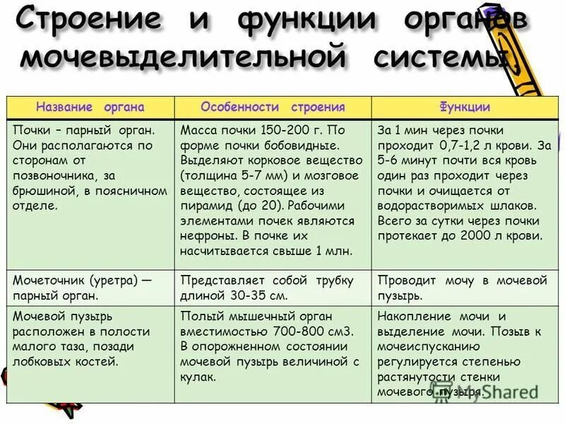 Название органа функции. Название органа функции