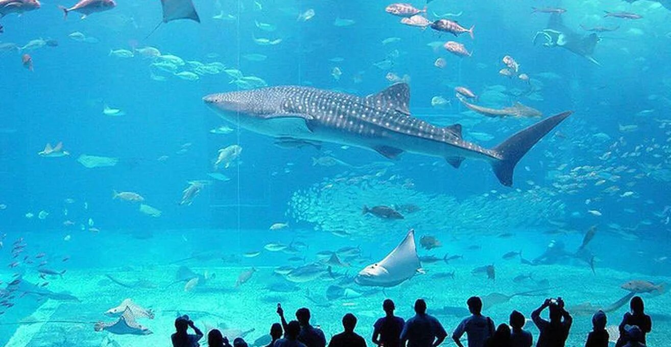 Открытие самого большого океанариума. Океанариум Тюрауми Япония. Аквариум Dubai Aquarium. Дубайский океанариум в Дубай. Окинава океанариум Тюрауми.