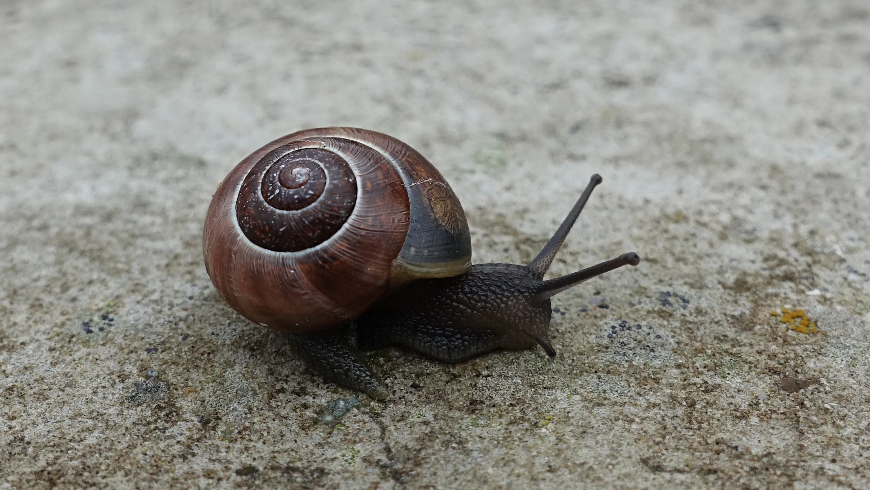 Беспозвоночные животные моллюски примеры. Улитка Priotrohatella stellata. Мадагаскарская улитка. Euglandina rosea улитка. Беспозвоночные улитки.