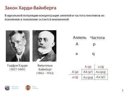 Задачи на закон харди вайнберга егэ 2024